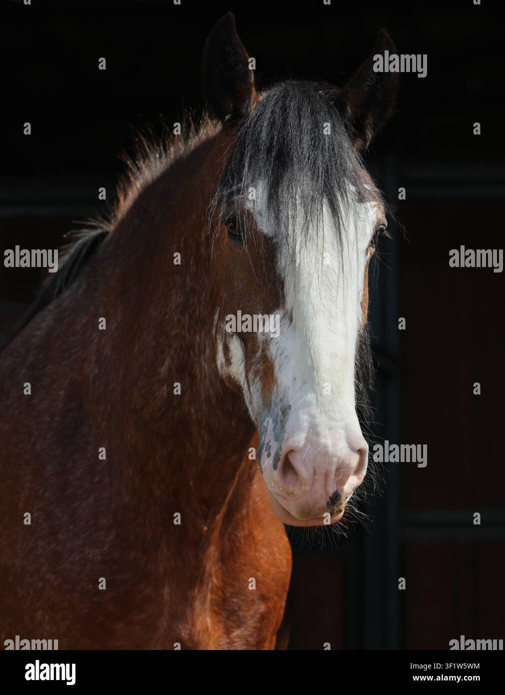 Porträt eines Clydesdale-Zugpferdes in einem dunklen Stall Stockfoto