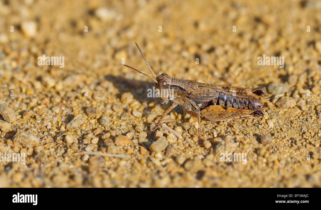 Eine Nahaufnahmen-Makrofotografie eines braunen flügellosen Grashüpfers (Phaulacridium vittatum) auf einem Kiesweg am Cape Deslacs, Hobart, Tasmanien, Australien Stockfoto