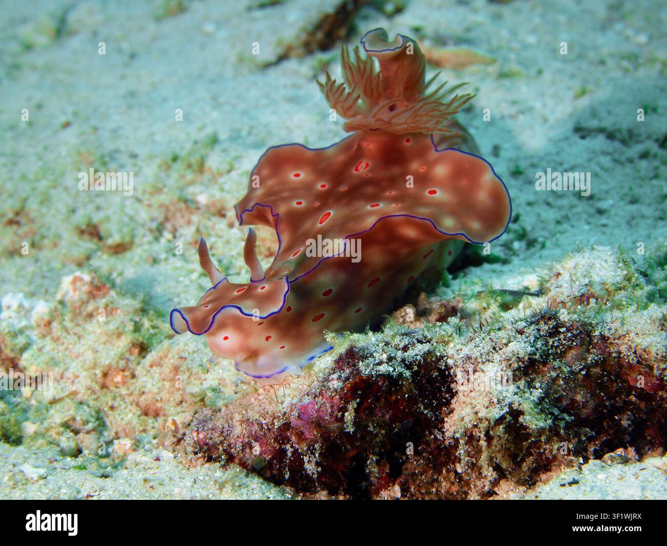 Anmutiger Goniobranchus-Nudibranch, der über Sandriff in Raja Ampat gleitet Stockfoto