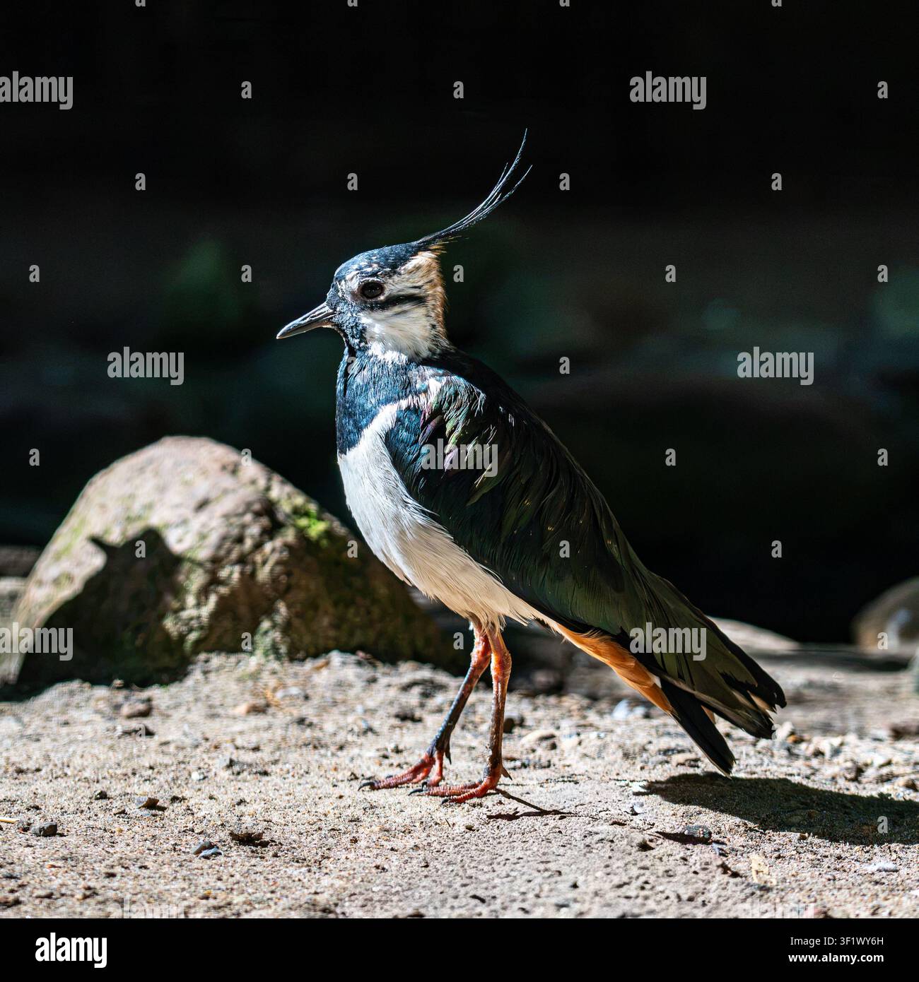Nordlicher Triel, der im Seitenprofil auf dem Boden steht Stockfoto