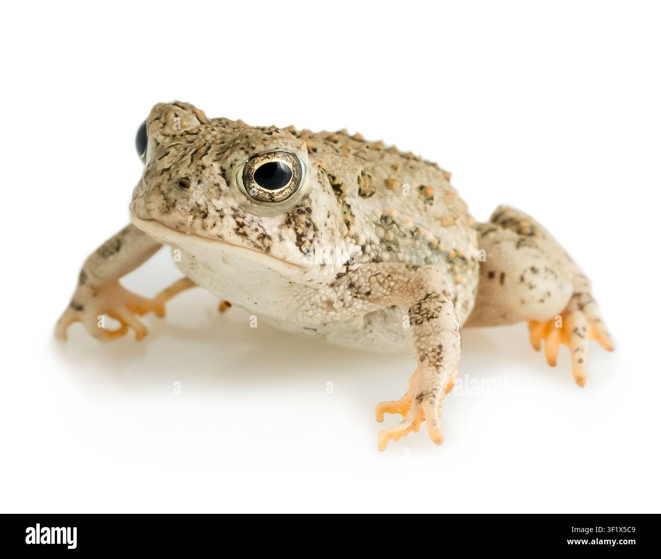 Juveniler Woodhouse-Kröte vor weißem Hintergrund fotografiert. Anaxyrus woodhousii Die Woodhouse-Kröte ist eine mittelgroße Echte Kröte, die in den Vereinigten Staaten und Mexiko heimisch ist. Es gibt drei anerkannte Unterarten. A. woodhousii neigt dazu, mit Anaxyrus americanus zu hybridisieren, wo sich ihre Verbreitungsgebiete überschneiden. Fotografiert im Gavins Point National Fish Hatchery in Yankton, South Dakota, USA. S. Stukel, USFWS / U.S. Fish and Wildlife Service Stockfoto
