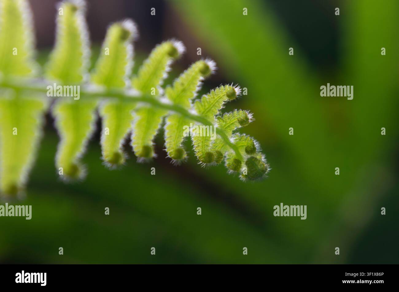 Contre-jour Makroaufnahme eines haarigen Christella parasitica-Farnwedels, der feine Trichome entlang der hellgrünen Ränder zeigt, mit weichem Bokeh. Stockfoto