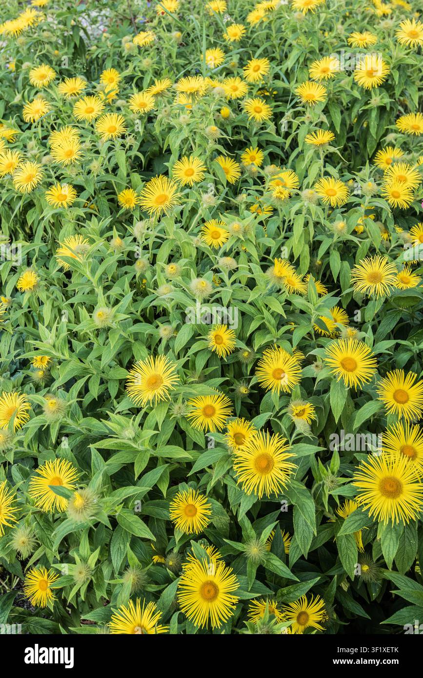 Inula hookeri ist eine mehrjährige Pflanze mit großen Grundblättern, aufrechten Stängeln und (im Sommer) großen gelben Gänseblümchenblüten. Stockfoto