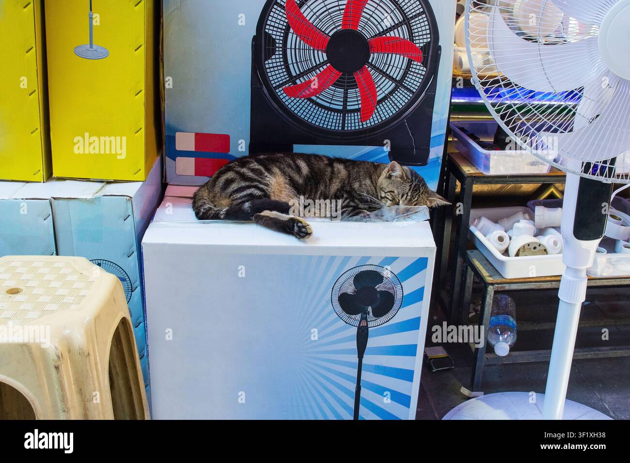 Eine Straßenkatze schläft tief und fest in der Schaufensterauslage eines kleinen Elektrogerätegeschäfts im Viertel Tahtakale von Eminonu in Istanbul, Turkiye. Stockfoto