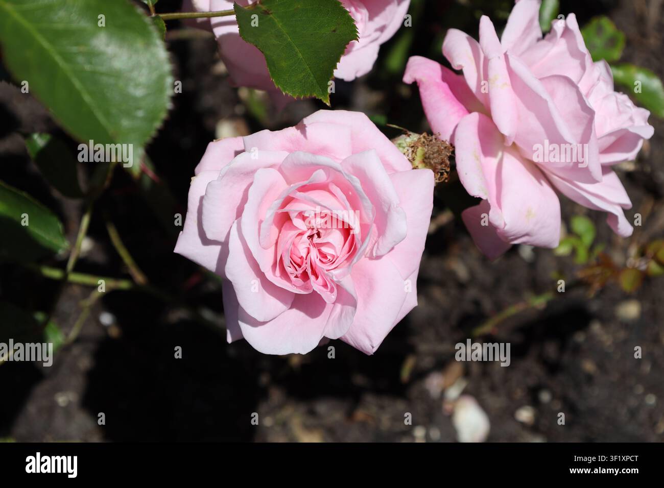 hellrosa mehrblättrige Rose, glänzendes grünes Laub (Pretty-Polly, Mother's-Love) (Makro, Nahaufnahme, atemberaubend, starkes Sonnenlicht) Stockfoto