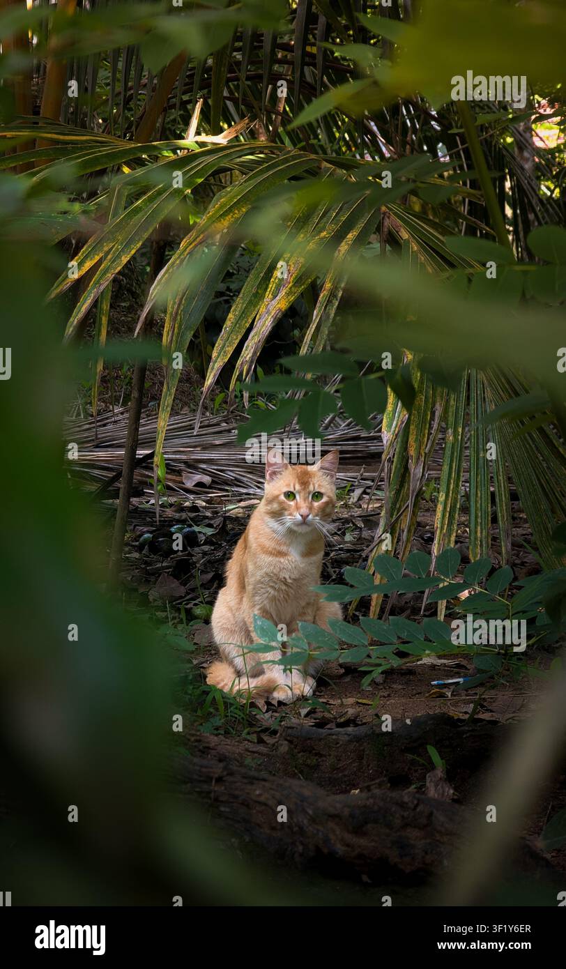 Schöne rote Katze sitzt in einem tropischen Garten unter Palmen Stockfoto