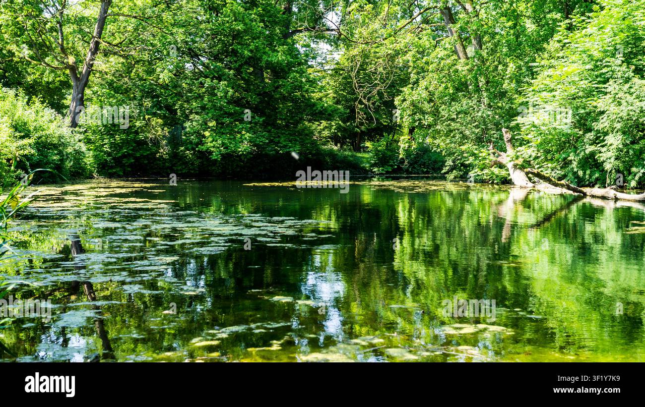Üppige Sommerbegrünung spiegelt sich in einem ruhigen Stadtteich Stockfoto