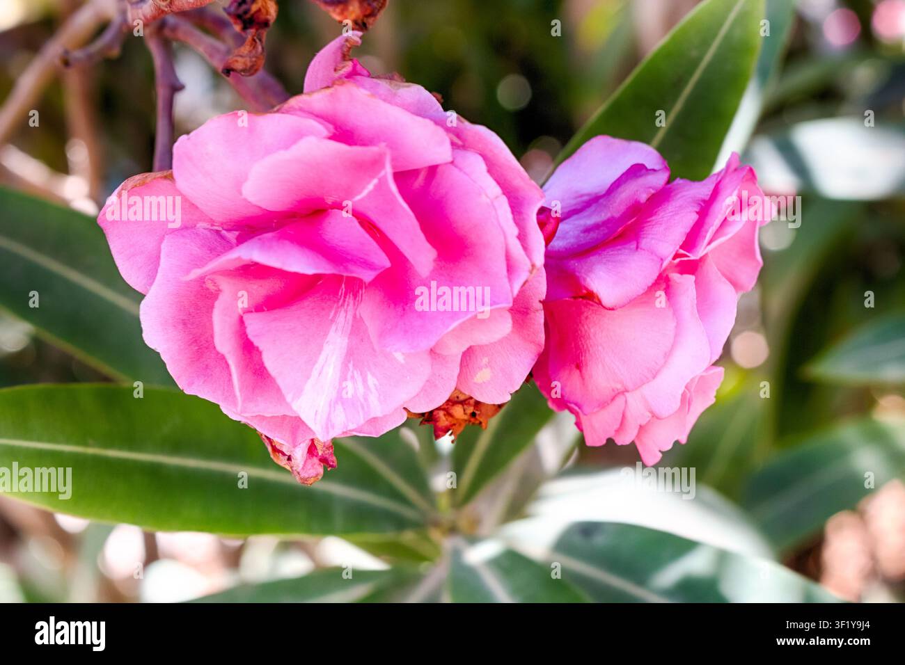 Rosa mediterrane Sommerblumen vor grünem Hintergrund. HDR. Stockfoto