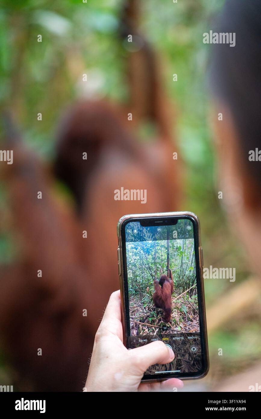 Tourist benutzt ein Smartphone, um einen wilden Orang-Utan im Regenwald von Borneo zu fotografieren Stockfoto