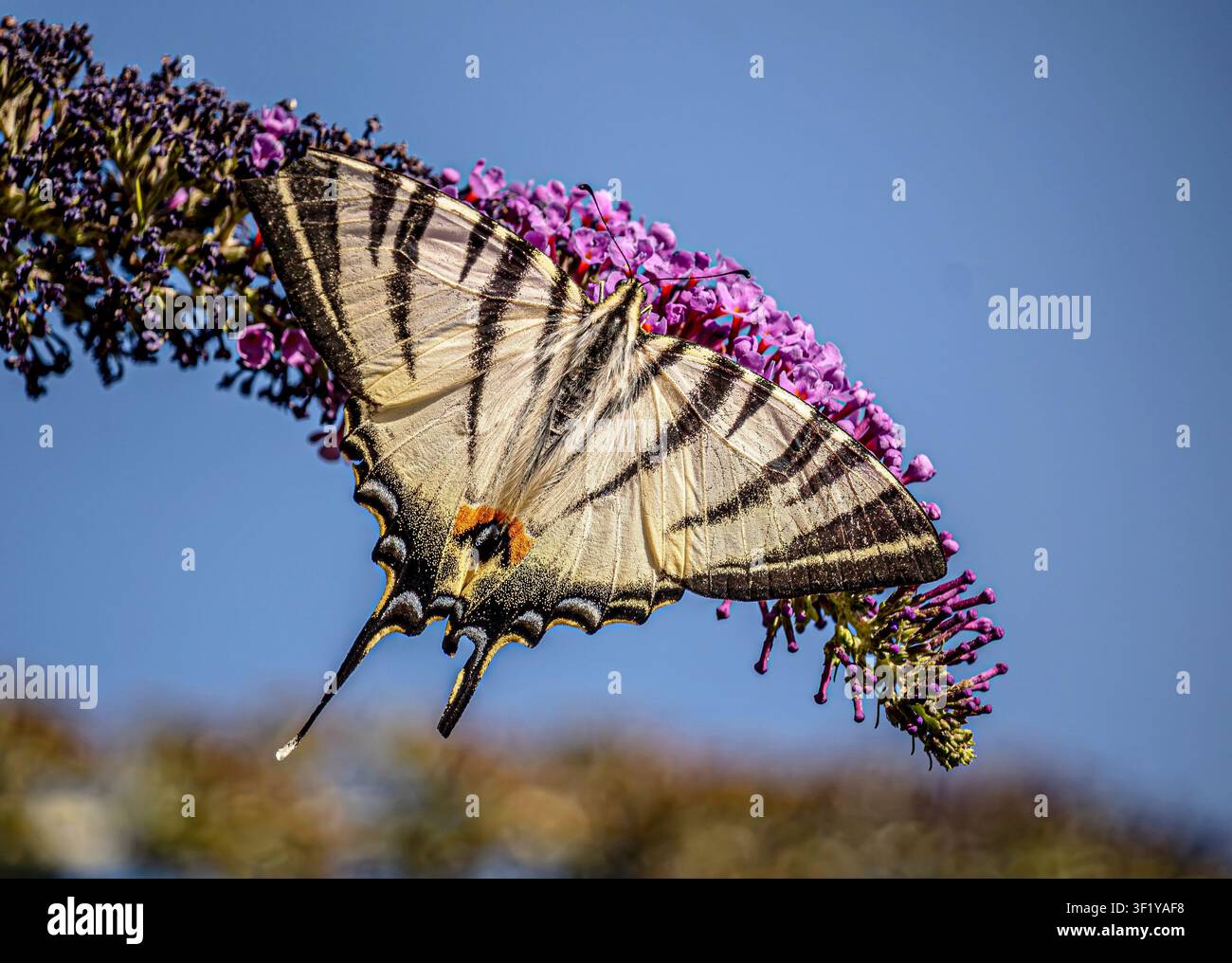 Seltener Schwalbenschwanzfalter ruht auf einer lila Buddleia-Blüte Stockfoto
