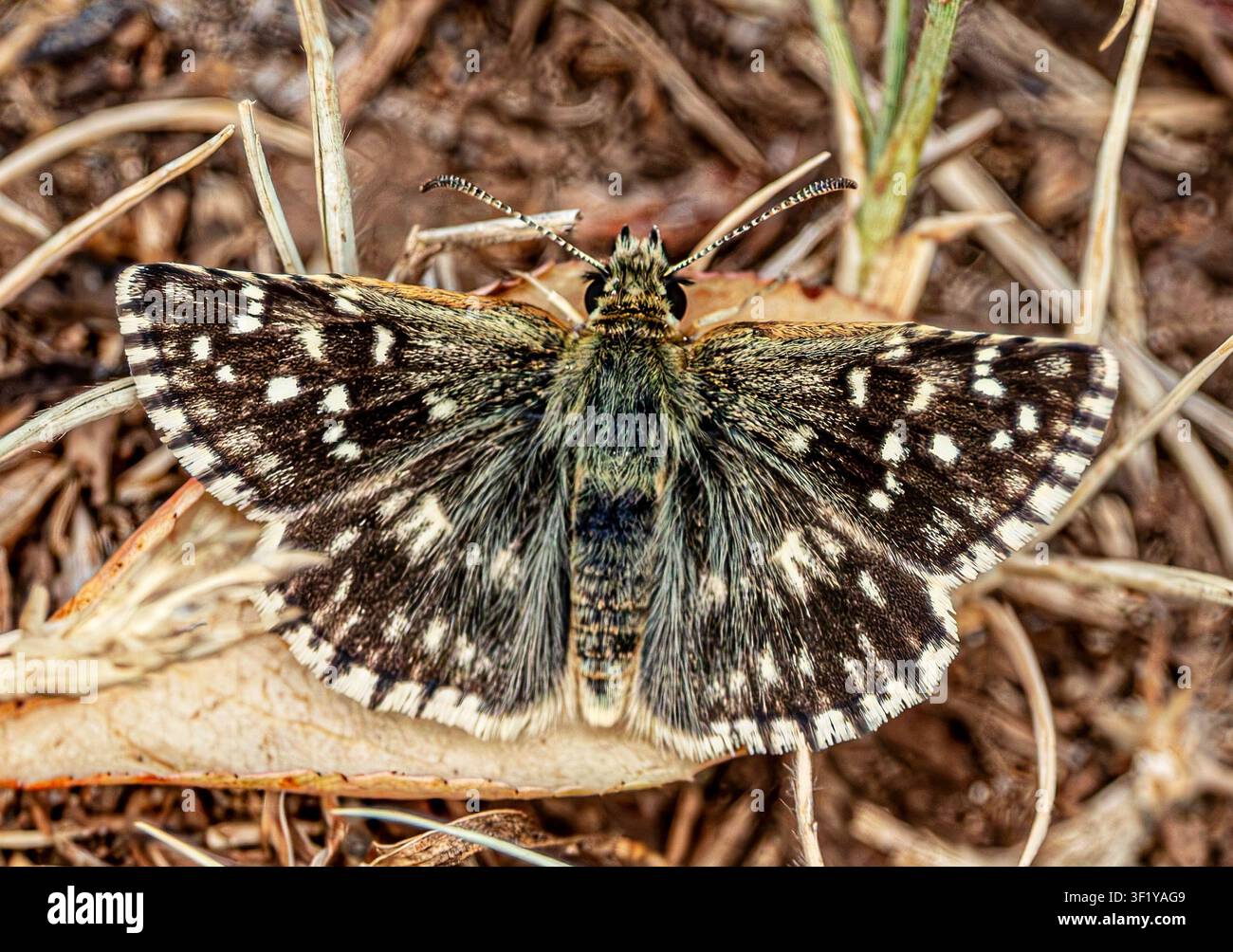 Kleine Schachbrettfalter, der auf trockenem Boden mit Schmetterling ruht Stockfoto