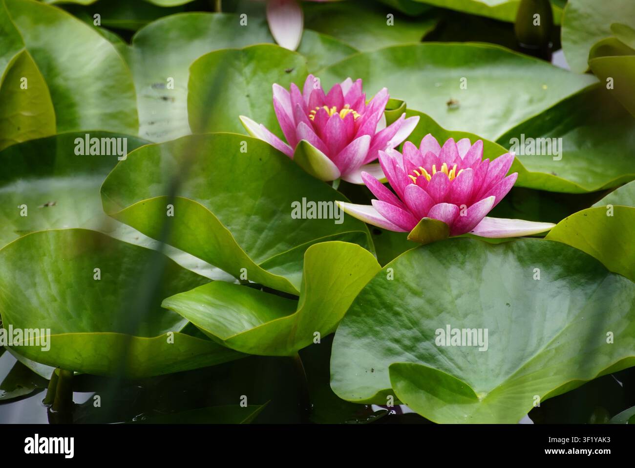 Rosa Seerosen, die auf der Teichoberfläche schwimmen, mit Umgebung Stockfoto