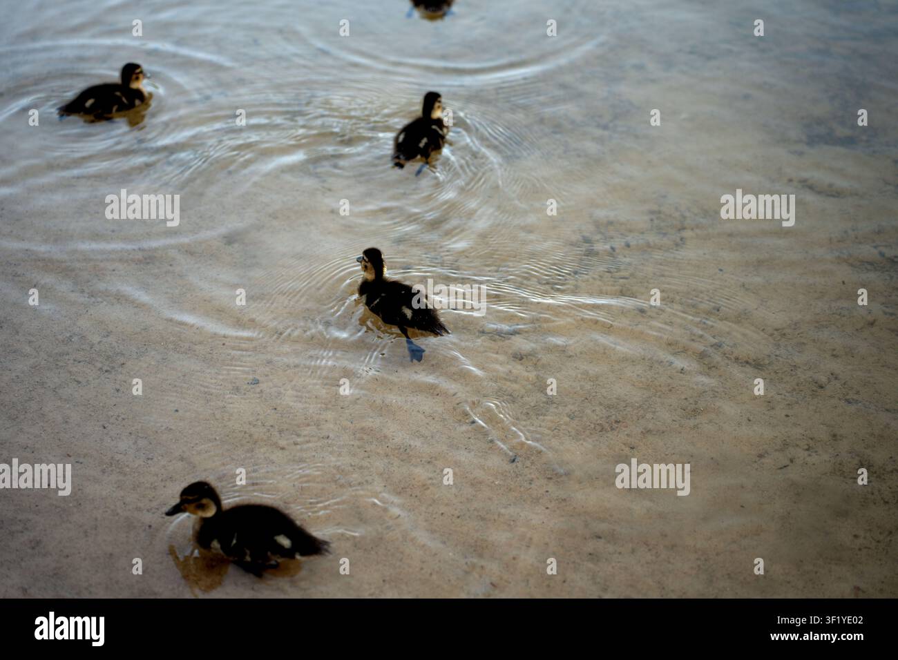 drei kleine Entenküken waten in flachem sandigem Wasser, sanfte Wellen breiten sich um sie herum aus; Blick von oben mit weichen Beigetonen und Brauntönen, subtile Reflektionen Stockfoto