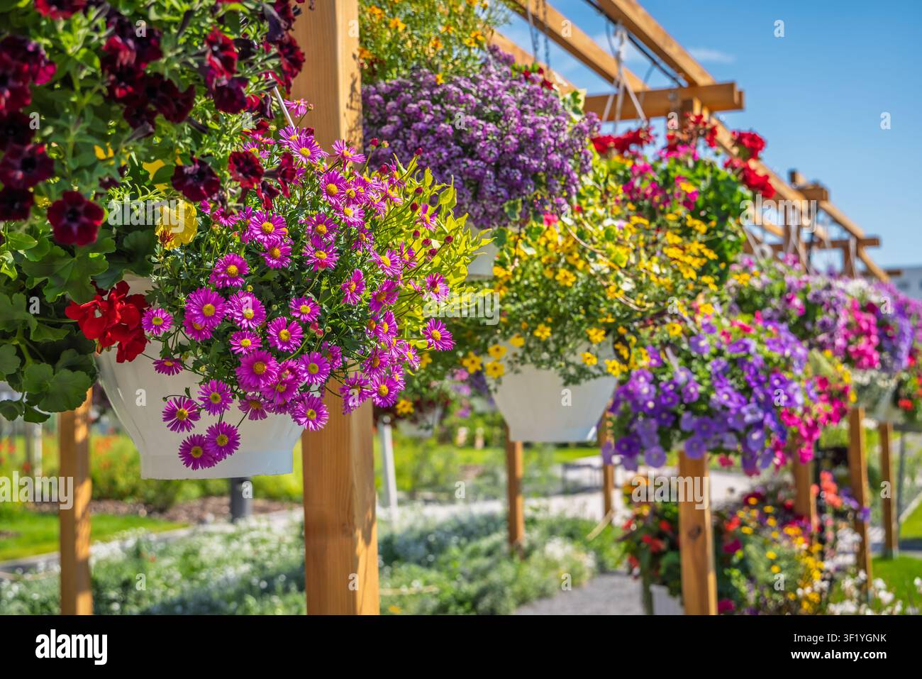 Farbintensive Petunien in Hängekörben in einem lebendigen Garten oder auf einer Terrasse Stockfoto
