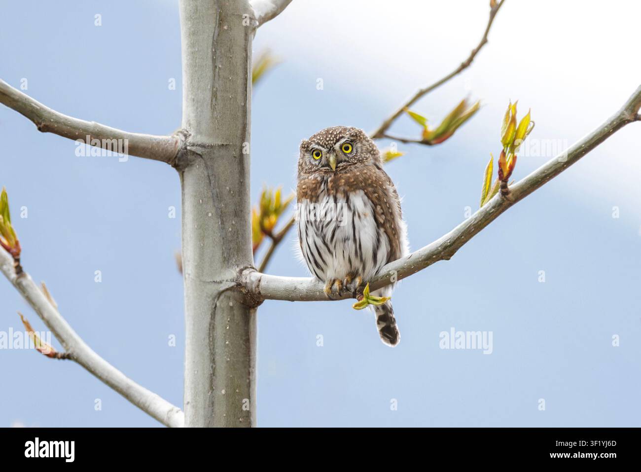 Nördliche Zwerg-Eule in Chilliwack, BC, Kanada Stockfoto