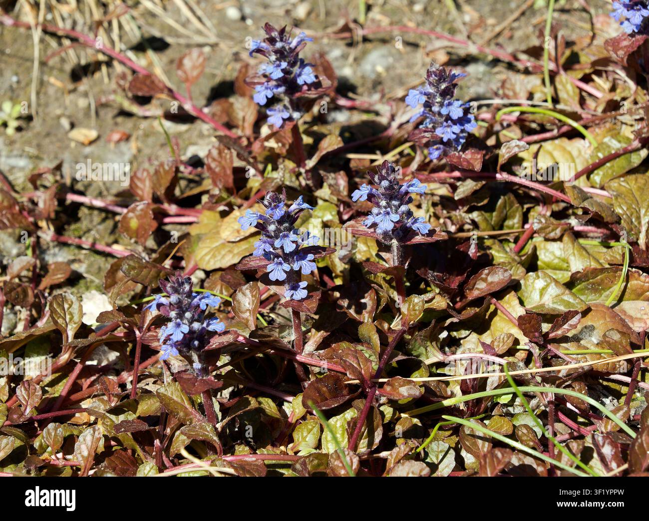 Bugle, Blue Bugle, Buglekraut, Bugleweed, Teppichweed, gemeiner Bugle, Kriechender Günsel, Bugle rampante, Ajuga reptans, indás ínfű, Ungarn, Europa Stockfoto