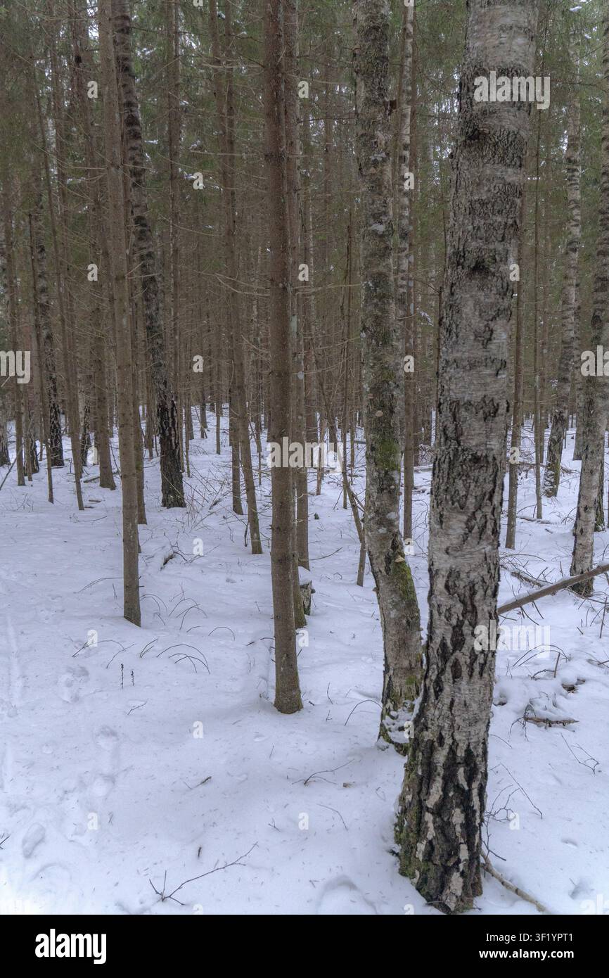 Dichter Winterwald mit schlanken Baumstämmen und frischem Schnee auf dem Boden, der Rhythmus, Tiefe und eine ruhige Atmosphäre des nördlichen Waldes schafft Stockfoto