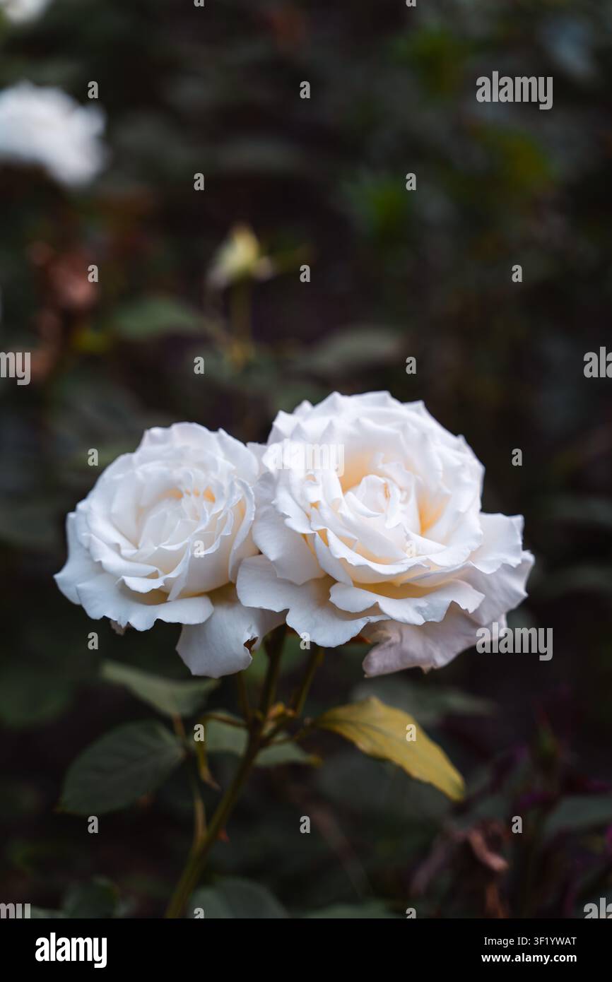 Zwei weiße Rosen, die vor einem dunklen Gartenhintergrund blühen Stockfoto