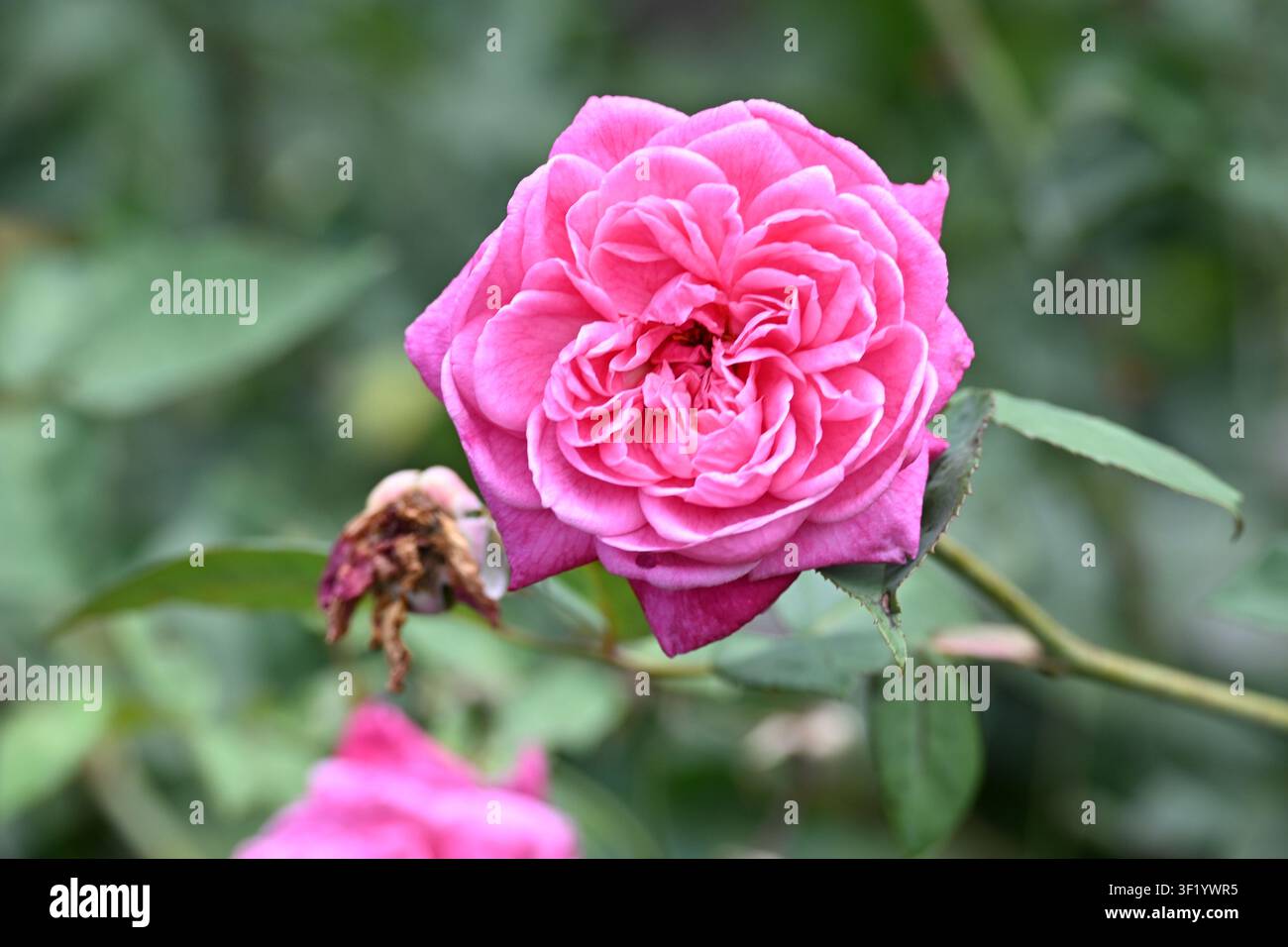 Pink Garden Rose blüht in Boquete, Panama Stockfoto