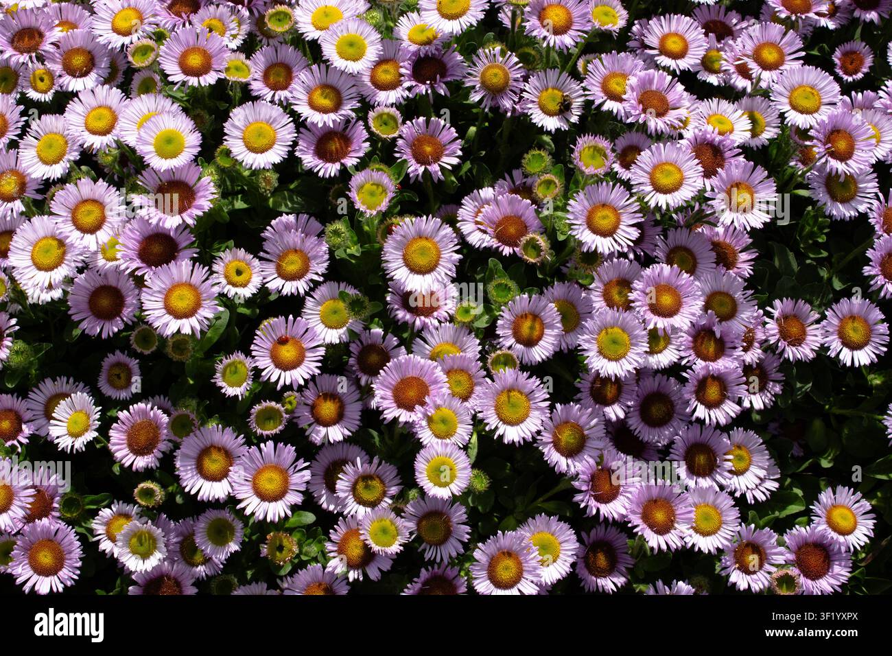 Erigeron glaucus Meeresdistel Stockfoto
