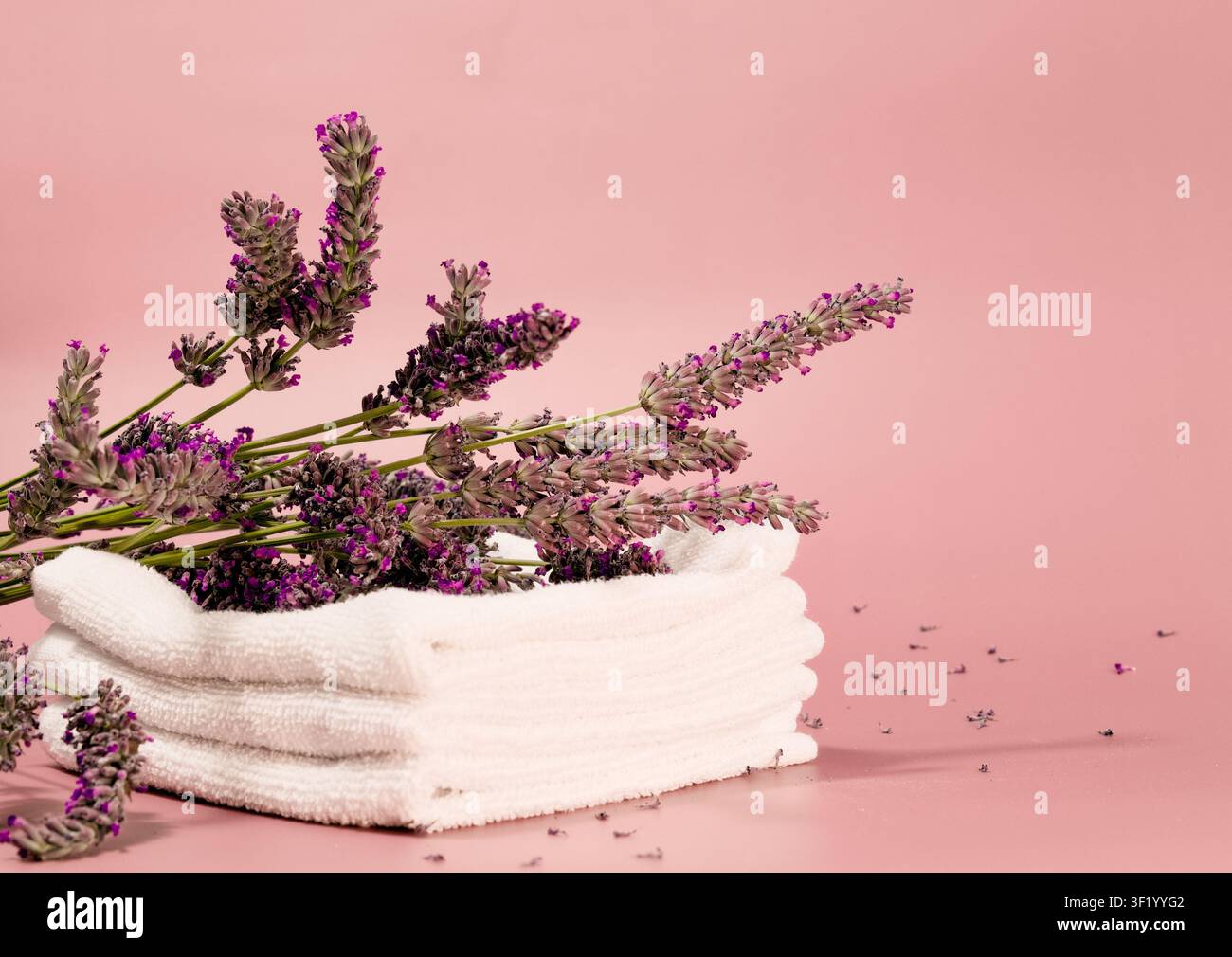 Mehrere lebendige Lavendelstängel sind elegant auf einem ordentlich gefalteten Stapel weißer Handtücher angeordnet Stockfoto