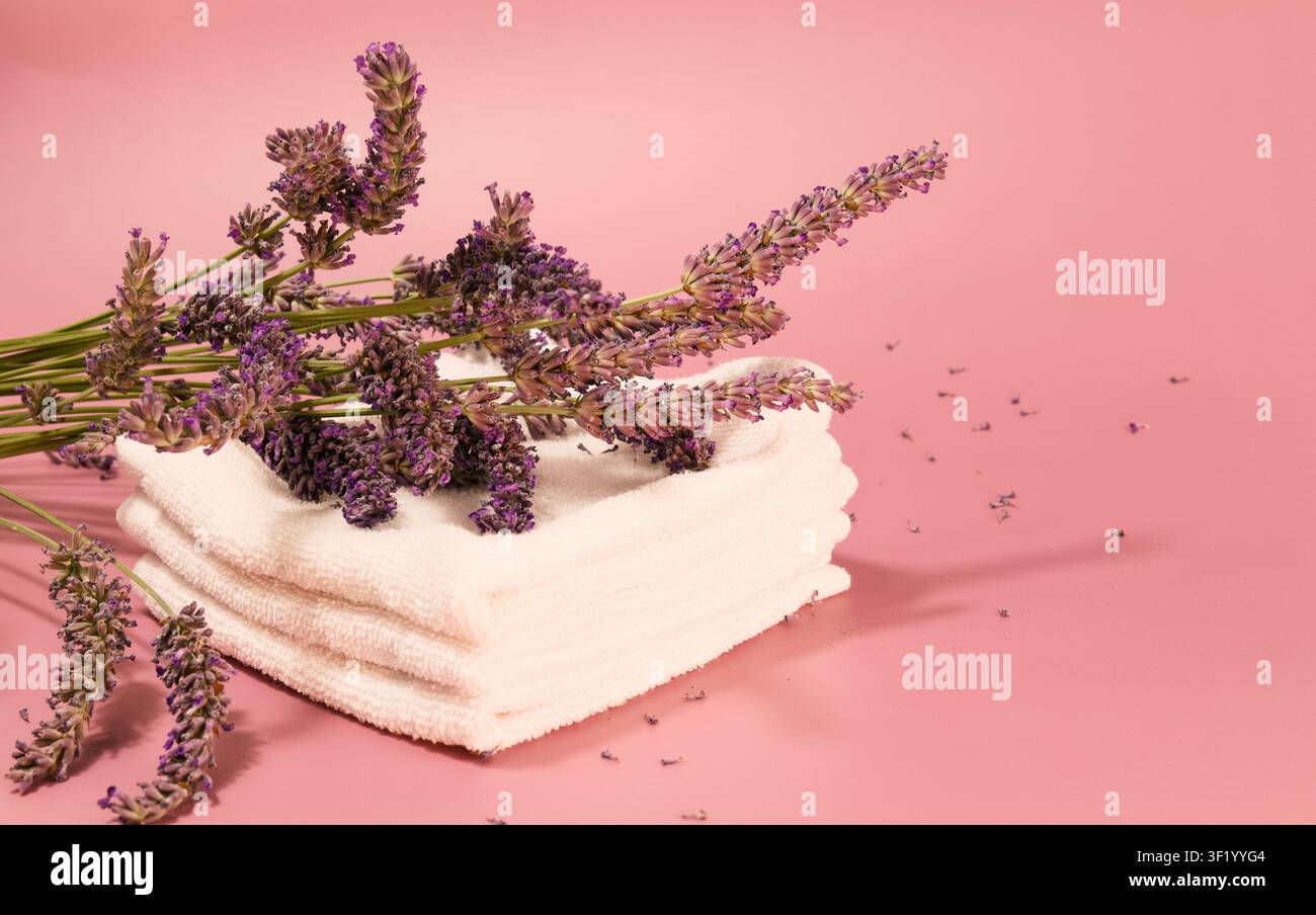 Eine Nahaufnahme zeigt zarte Lavendelstängel, die sanft auf einem Stapel makelloser weißer Handtücher ruhen Stockfoto