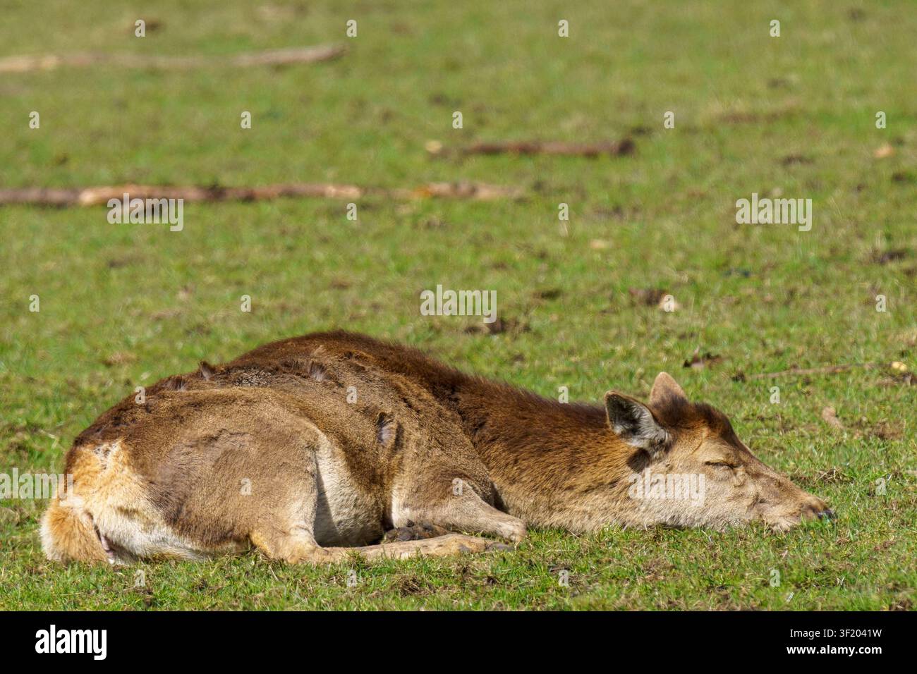 Eine horizontale Nahaufnahme-Wildtierfotografie eines weiblichen Rothirsch-Hindes, der wachsam auf einer grasbewachsenen Weide liegt Stockfoto