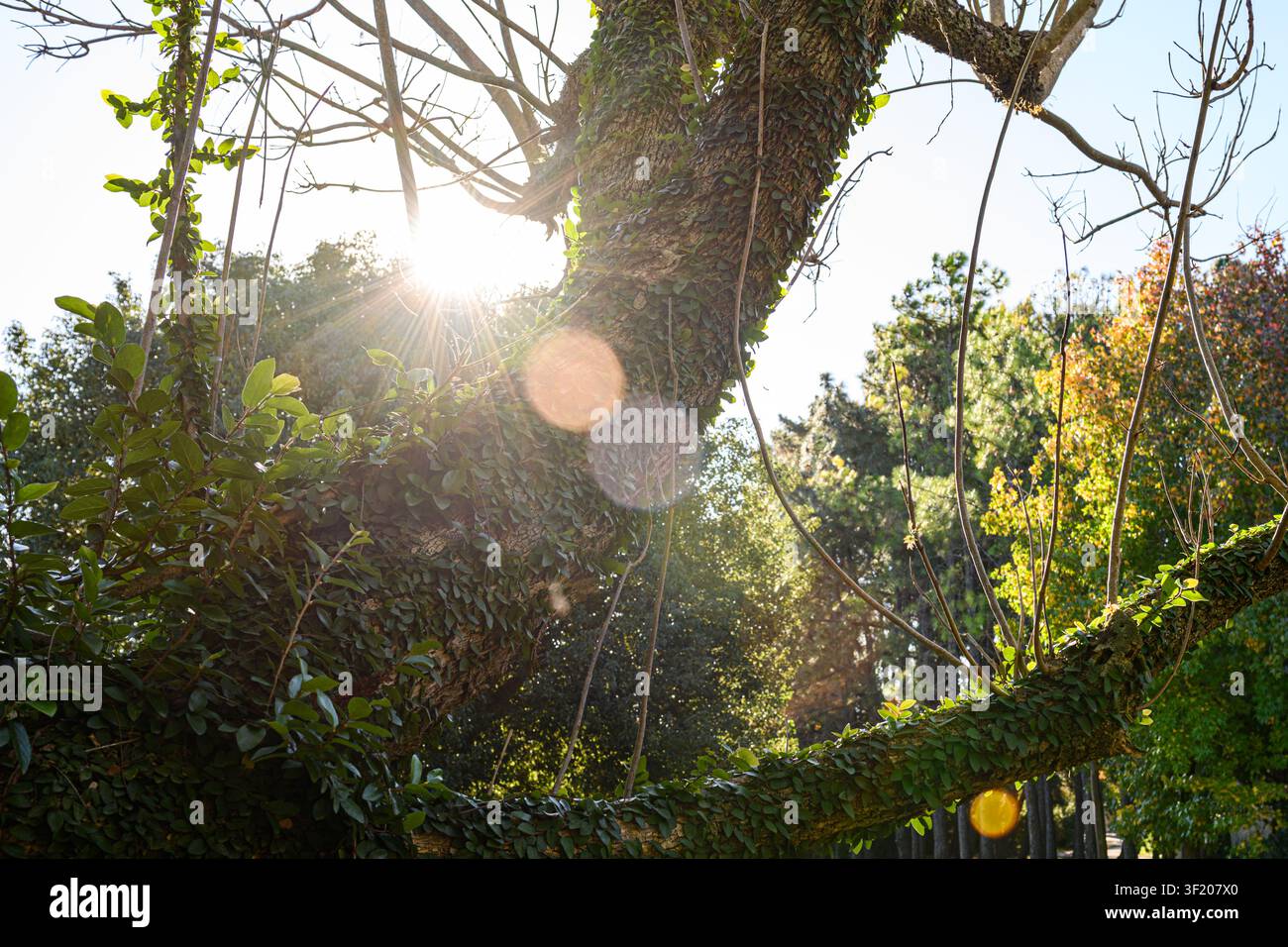 Sonnenlicht dringt durch verwickelte Äste und wirft goldene Strahlen. Ranken klammern sich an uralte Baumrinde, üppig und grün. Blätter leuchten in Herbsttönen, vermischend Stockfoto