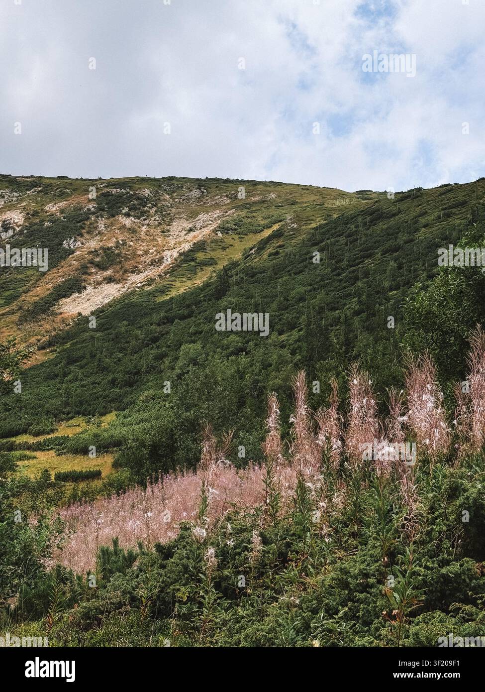Wilde Blumen blühen auf einem Berghang in den Karpaten, Ukraine, mit grüner alpiner Vegetation und dramatischem Himmel. - Smartphone-aufgenommenes Stockfoto