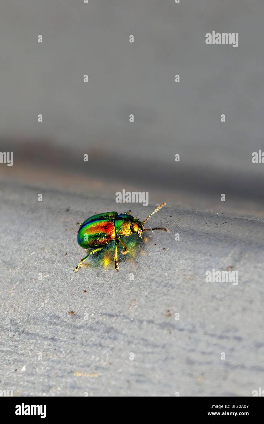 Chrysolina fastuosa (Scopoli, 1763), metallischer Blattkäfer auf Betonoberfläche, Bayern, Deutschland – Juni 2026 Stockfoto