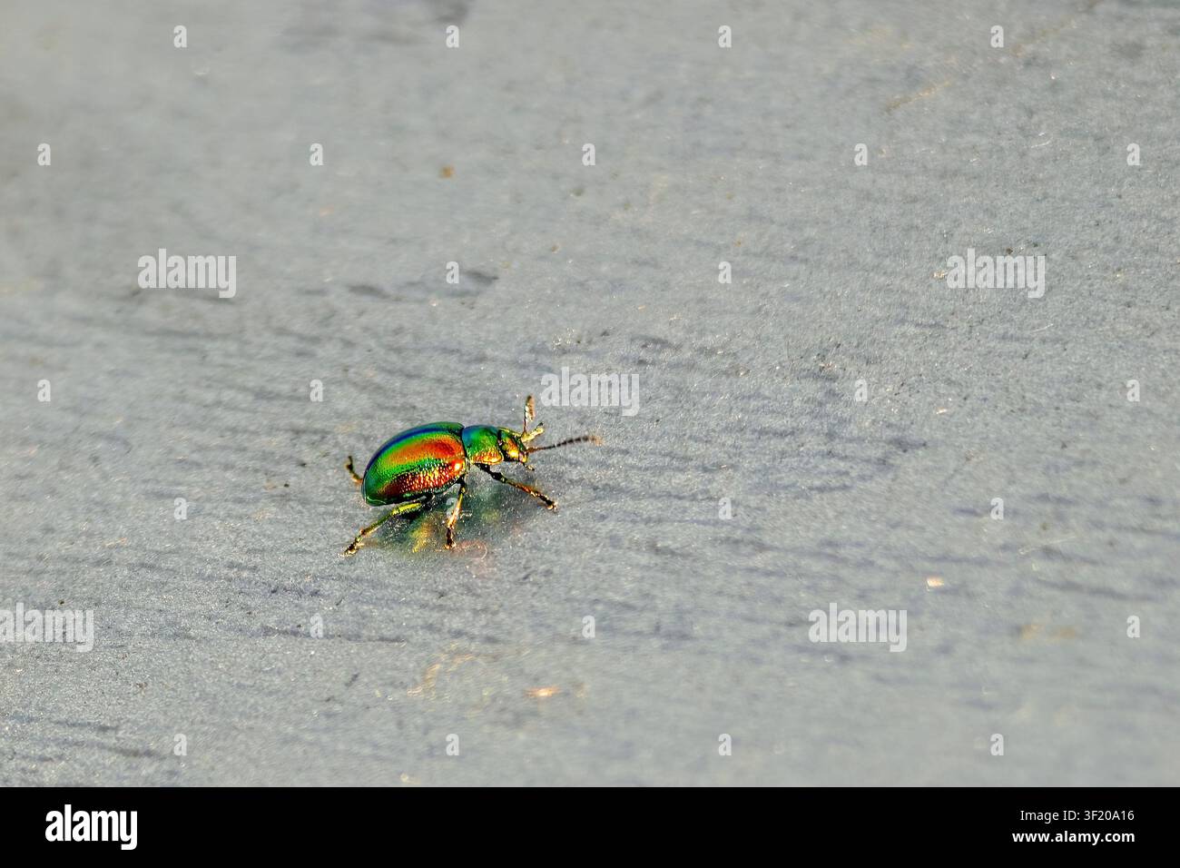 Chrysolina fastuosa (Scopoli, 1763), metallischer Blattkäfer auf Betonoberfläche, Bayern, Deutschland – Juni 2026 Stockfoto