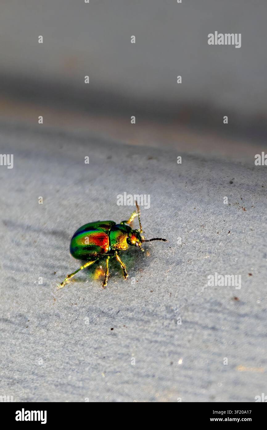 Chrysolina fastuosa (Scopoli, 1763), metallischer Blattkäfer auf Betonoberfläche, Bayern, Deutschland – Juni 2026 Stockfoto