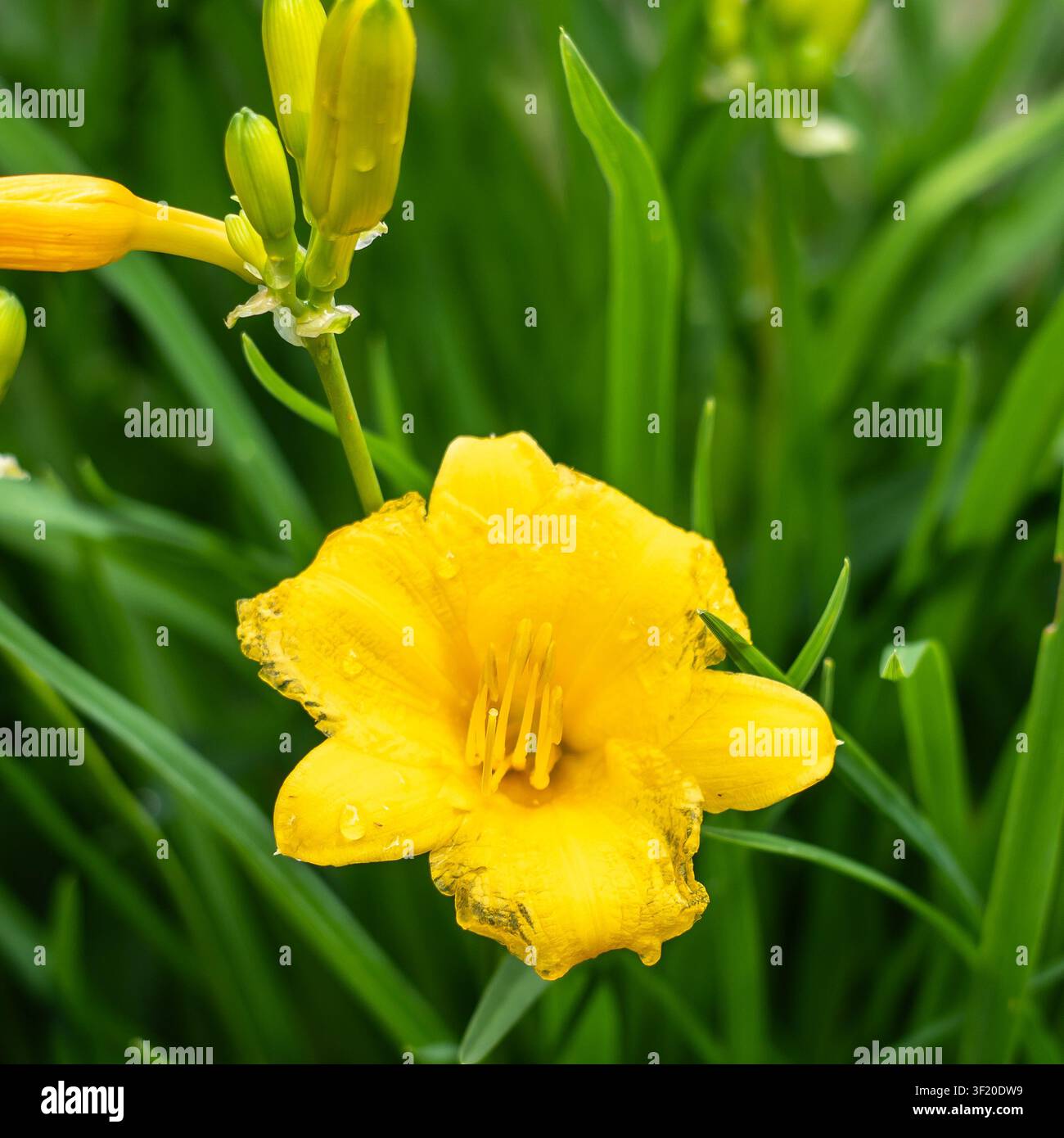 Makro-Nahaufnahme einer einzelnen gelben Taglilie (Hemerocallis) mit auffälligen Staubblättern und Antheren; gefältelte Blütenblätter tragen Regentropfen vor grünem Hintergrund Stockfoto