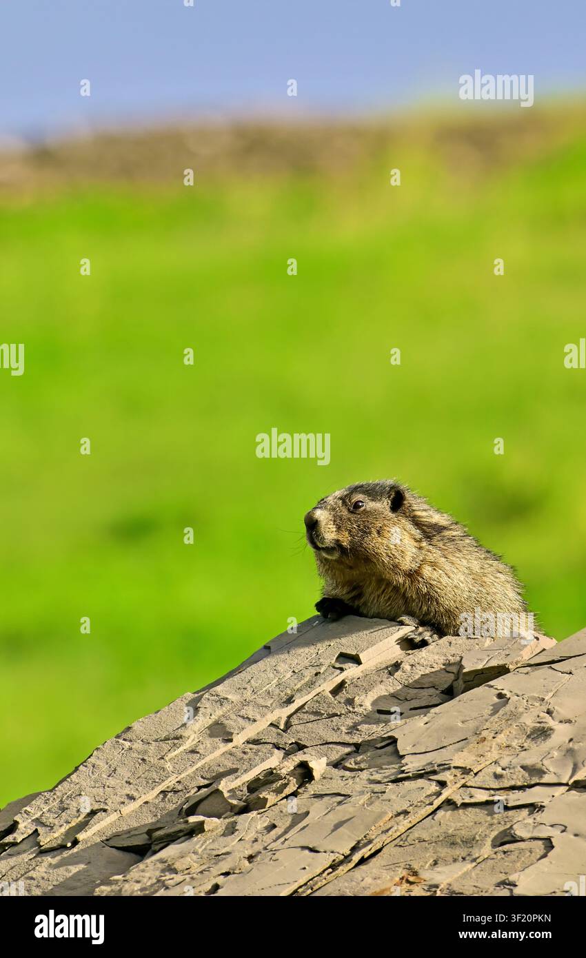 Eine Alpenmurmeltier „Marmota caligata“ ruht auf der Spitze eines warmen Felsens Stockfoto