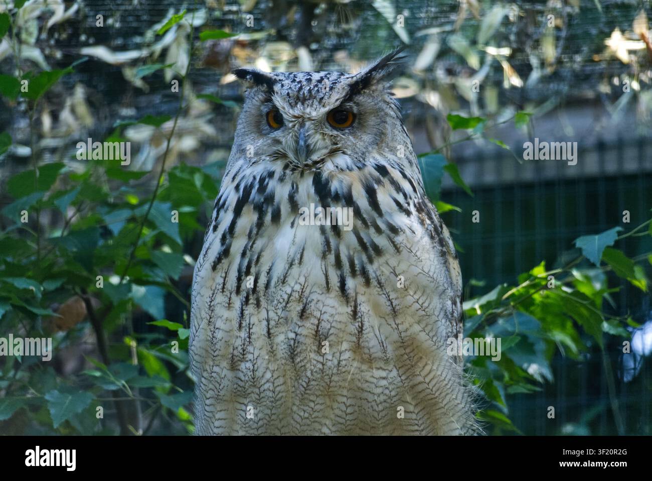 Uhus-Eulenfalter, der zwischen grünem Laub sitzt Stockfoto