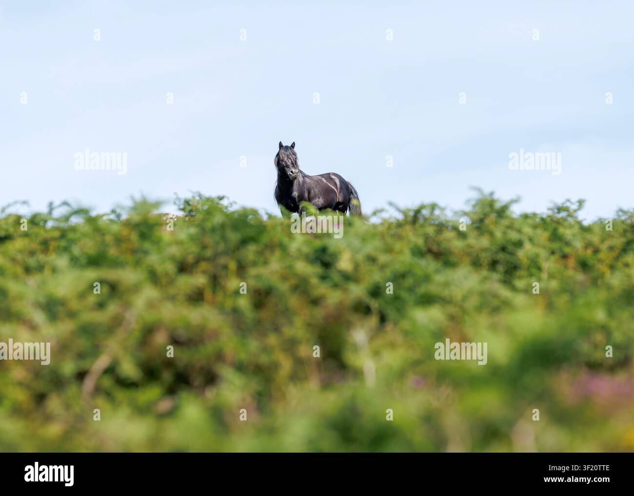 Dartmoor-Pony über den Farnen Stockfoto