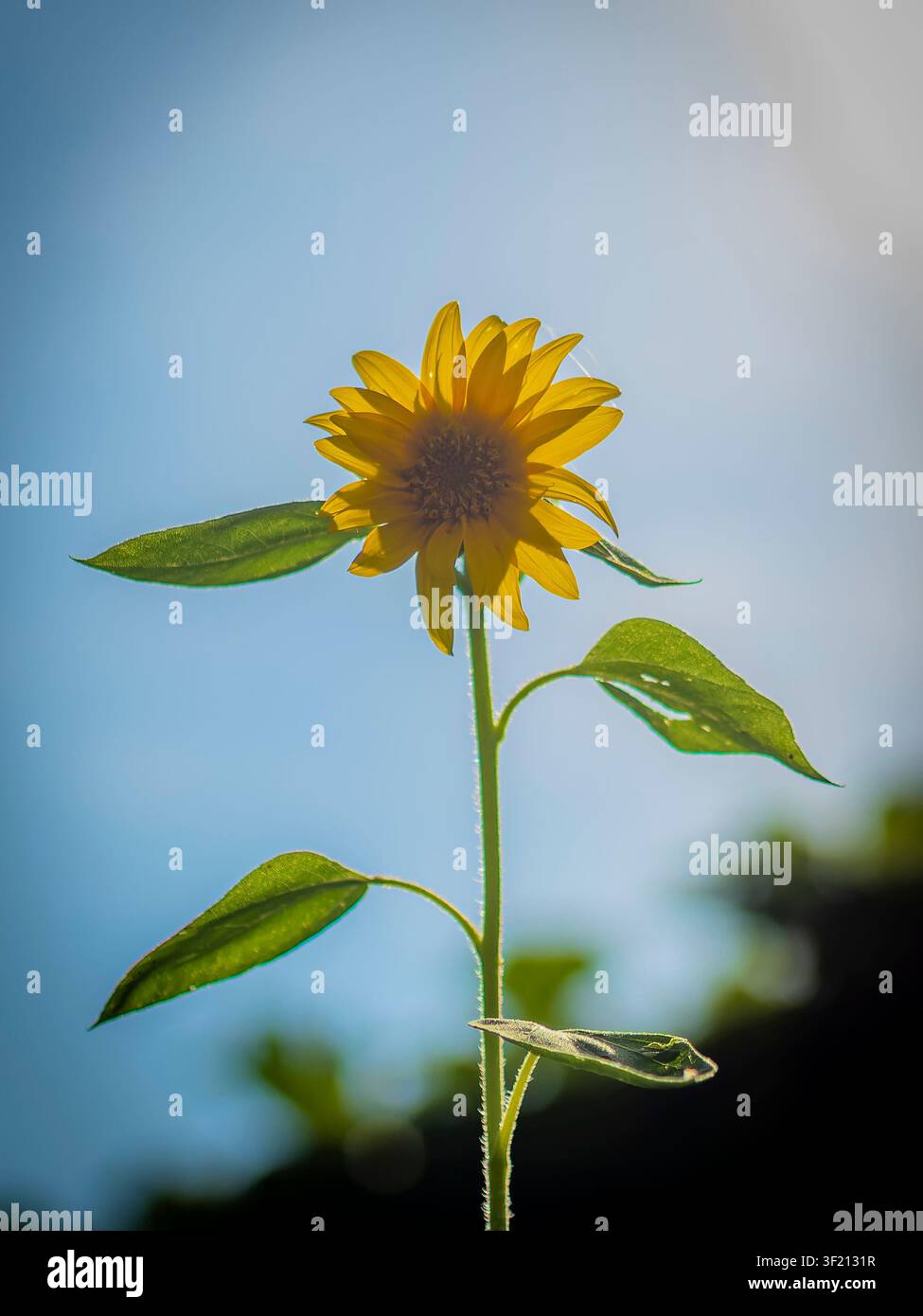 Einzelne gelbe Sonnenblume im Gegenlicht, die in einer natürlichen Gartenumgebung dem hellen Sommerhimmel entgegenstrebt Stockfoto