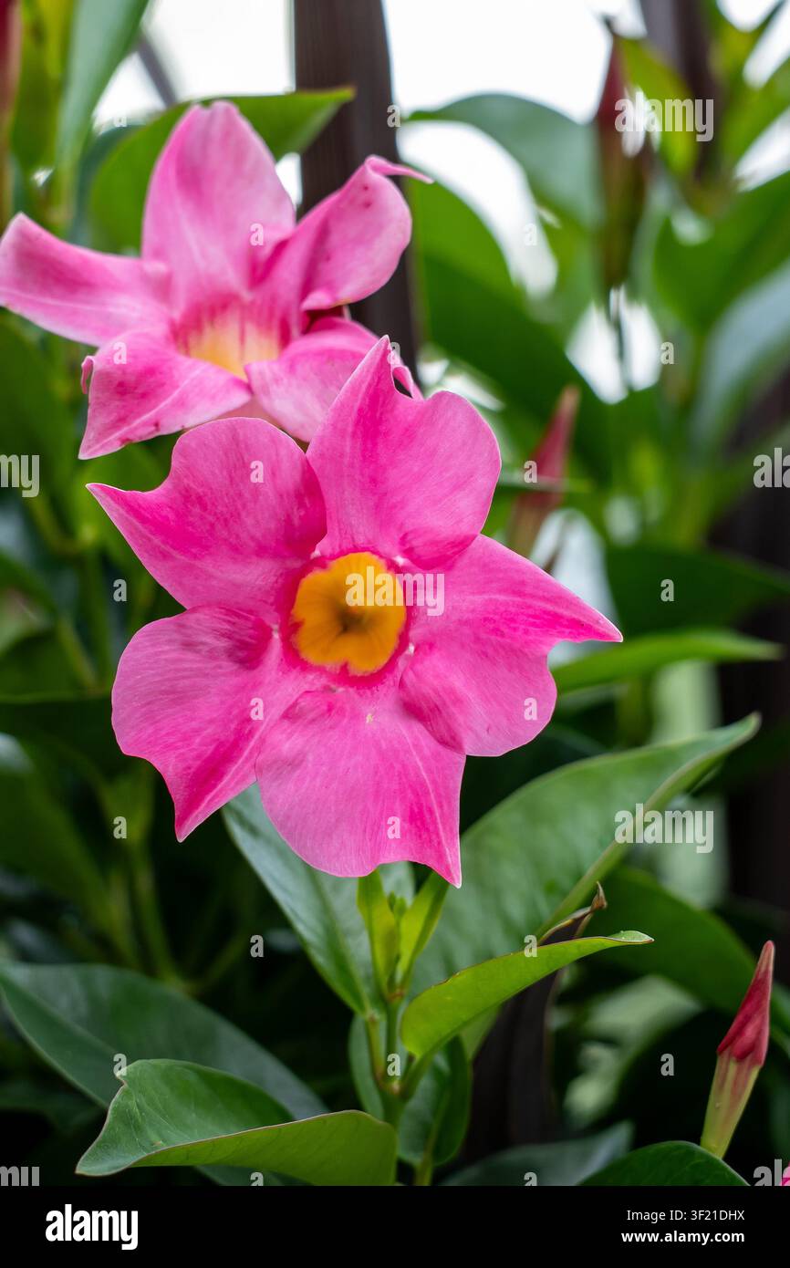 Zwei rosa Mandevilla-Blüten (Brasilianischer Jasmin) in voller Blüte an einer Ranke mit grünem Laub und sichtbaren roten Knospen; vertikale Porträtkomposition. Stockfoto