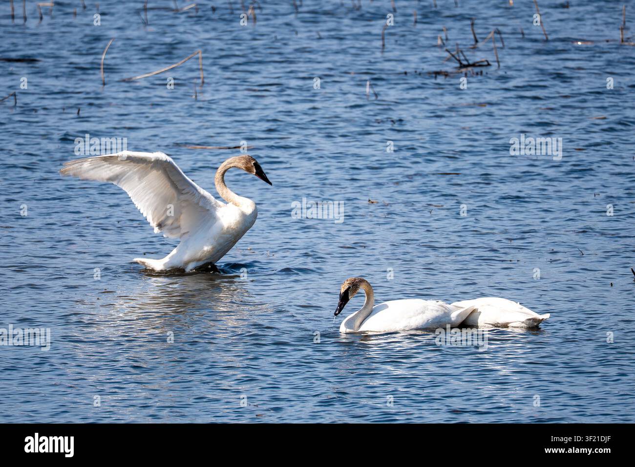Drei Trompeterschwäne auf einem See in Minnesota; einer steht mit vollständig ausgebreiteten Flügeln, während die anderen in der Nähe von Sumpfschilf schwimmen und nach Nahrung suchen. Stockfoto