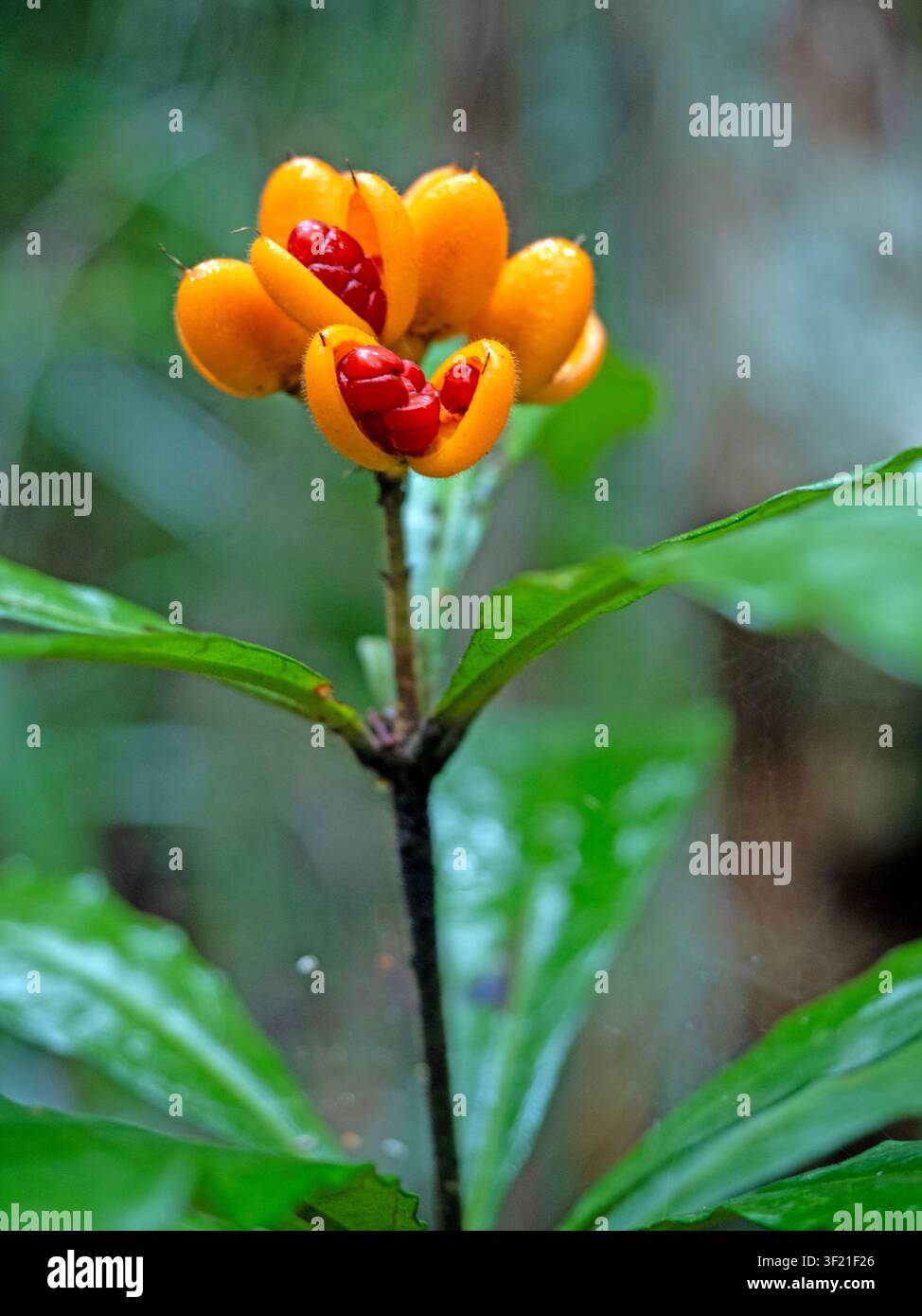 Brisbane-Lorbeer-Pflanze, Daintree-Nationalpark Stockfoto