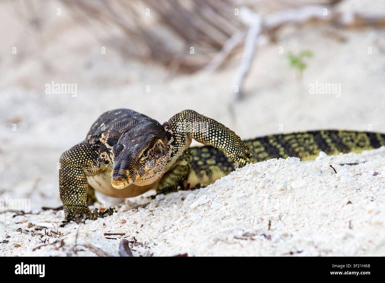 Asiatische Wasser Monitor Stockfoto