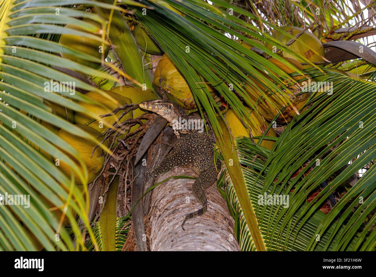 Asiatischer Wassermonitor klettert auf einen Kokosnussbaum Stockfoto