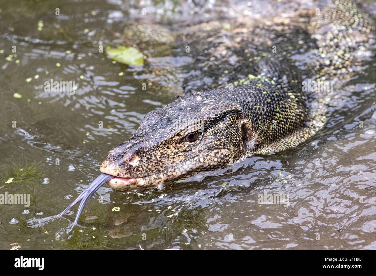 Asiatischer Wasserwaran, der mit seiner Zunge flickert Stockfoto