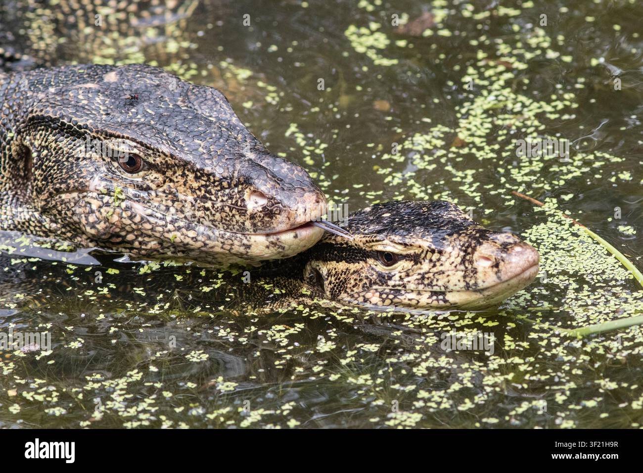 Paar balzender Asiatischer Wassermonitoren Stockfoto