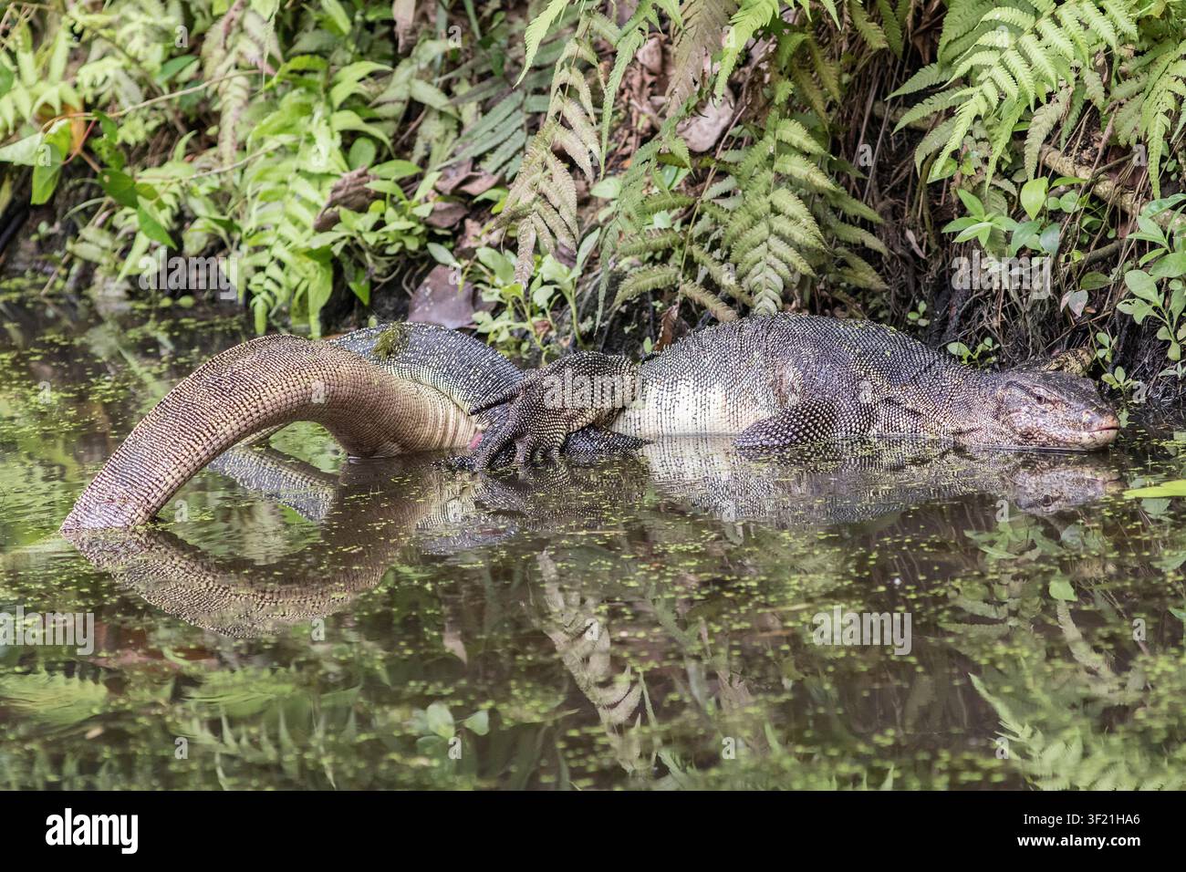 Paarung von Asiatischen Wassermonitoren Stockfoto