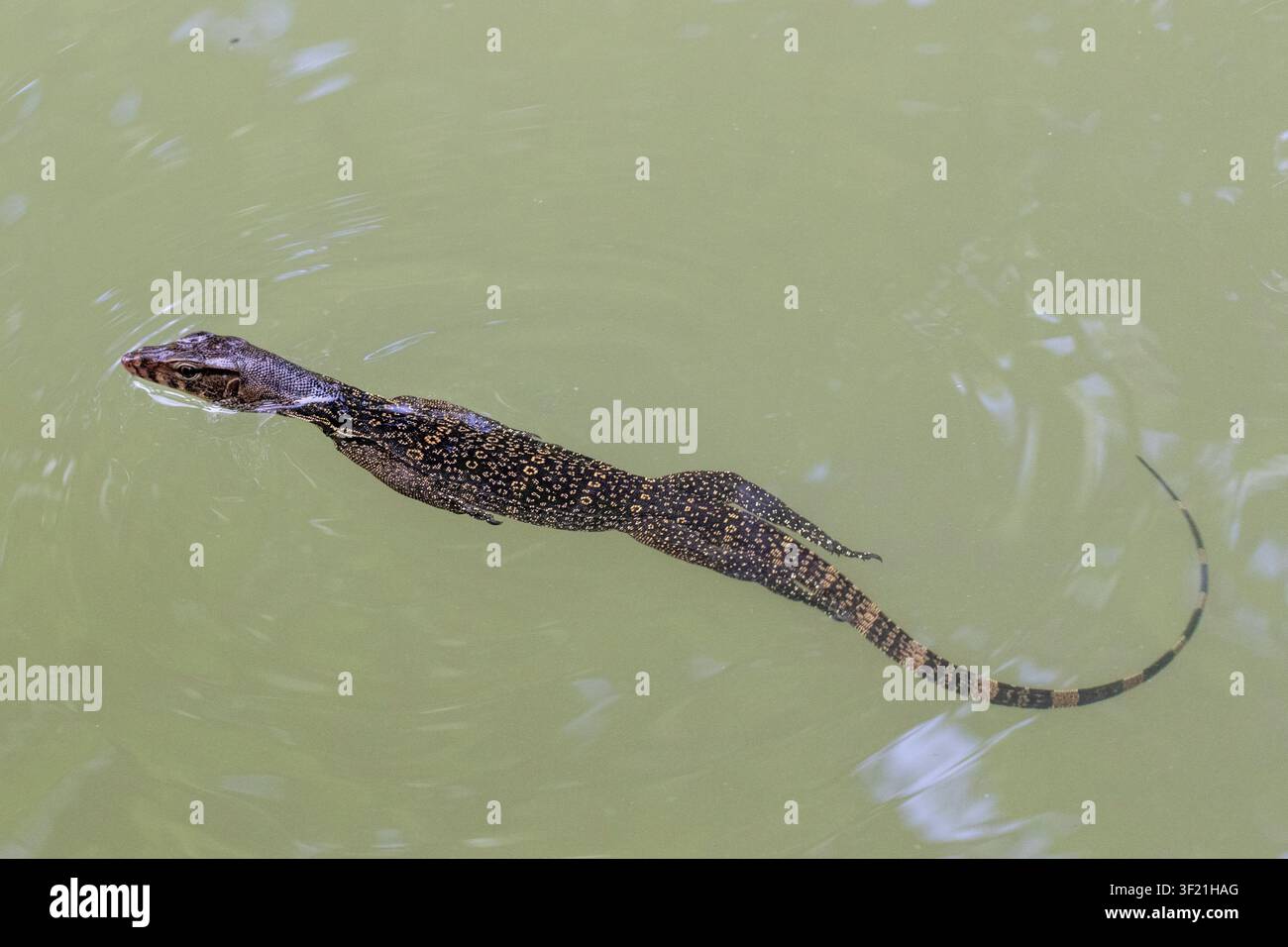 Asiatischer Wassermonitor schwimmt in einem Bach Stockfoto
