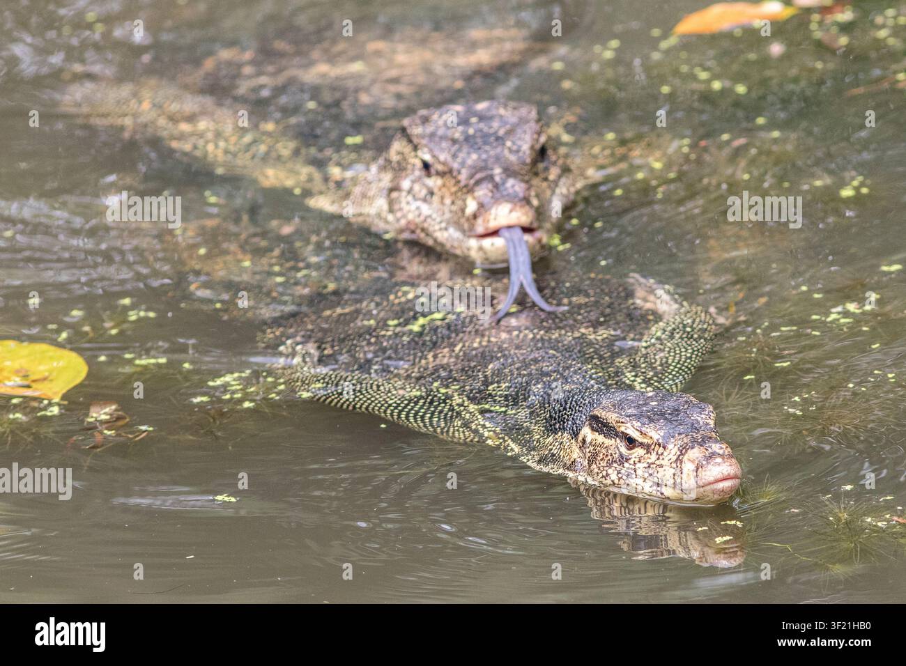 Paar balzender Asiatischer Wassermonitoren Stockfoto