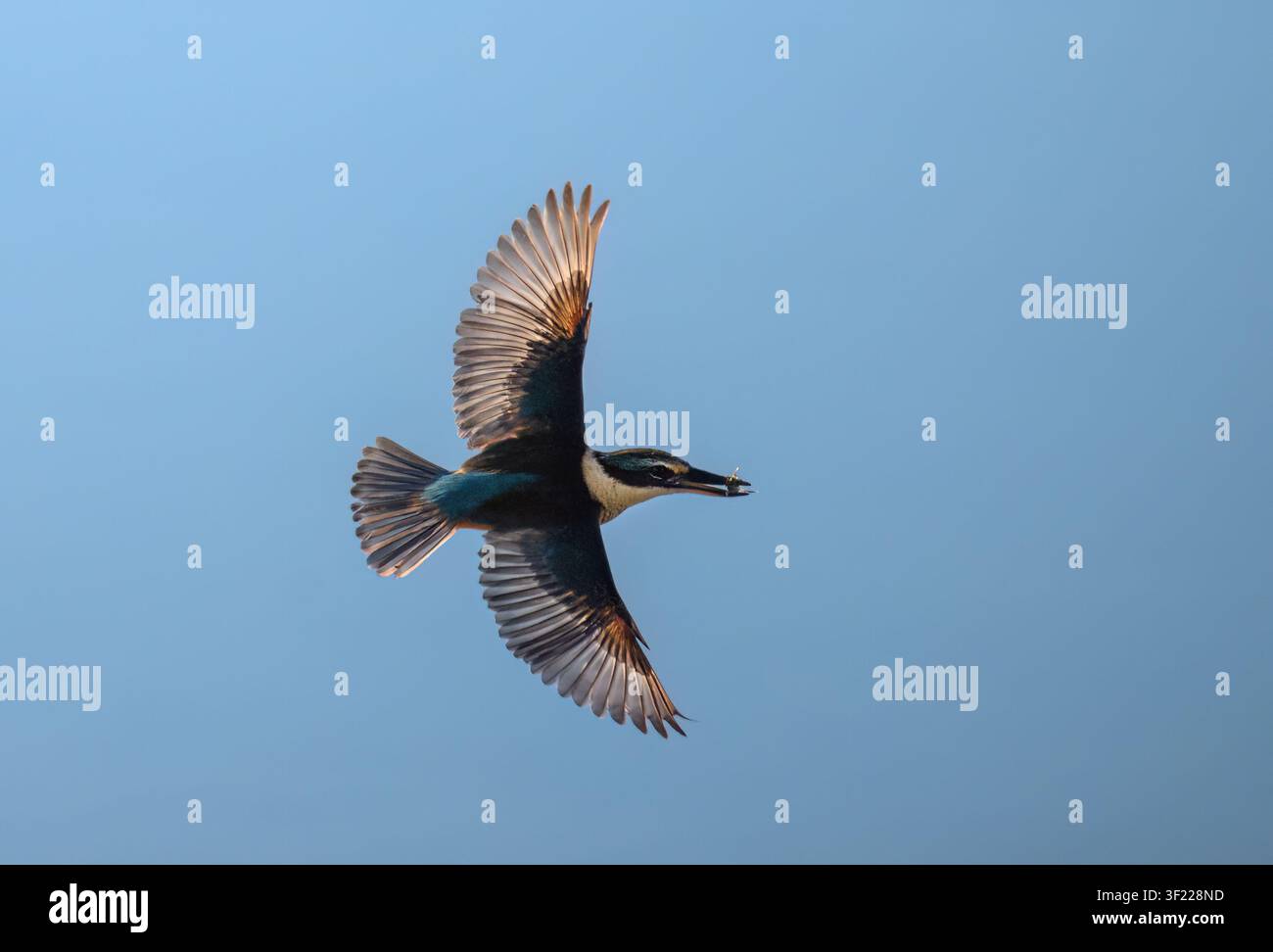 Vom Licht hinterleuchteter neuseeländischer Heiliger Eisvogel, der mit einem Krebs im Schnabel fliegt. Stockfoto