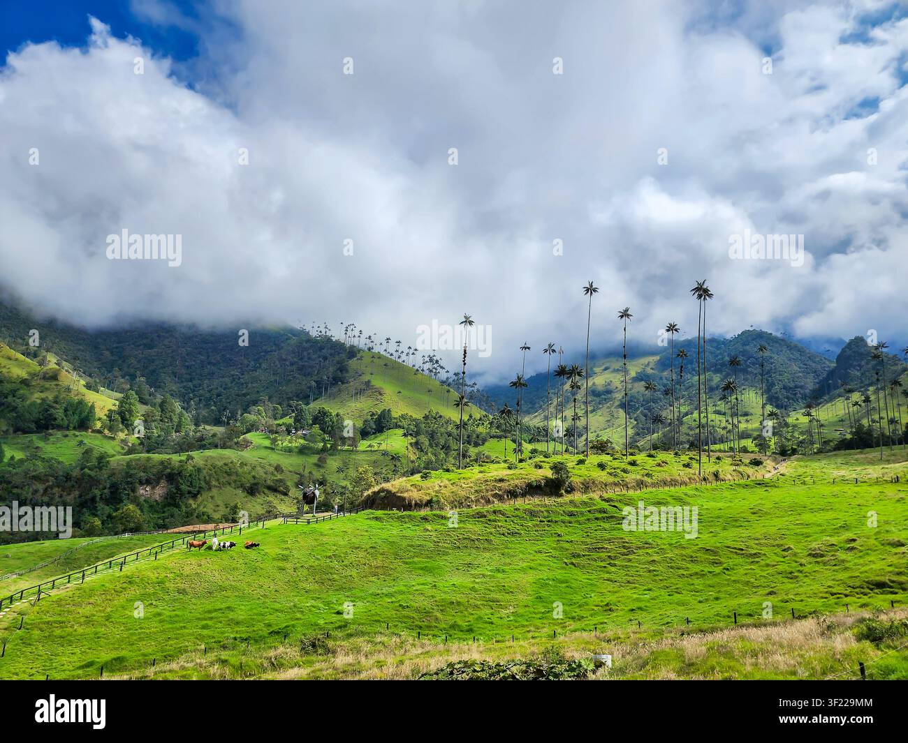 Das kolumbianische Cocora-Tal zeigt hoch aufragende Wachspalmen von Quindio, die üppige grüne Hügel säumen, mit Kühen, die auf Weiden grasen Stockfoto