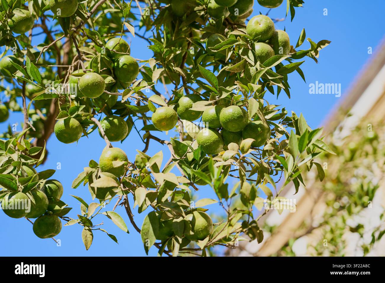 Grüne Zitrusfrucht-Cluster, die an Baumzweigen unter blauem Himmel in einem sonnigen Obstgarten wachsen Stockfoto
